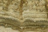 Polished Miocene Stromatolite (Chlorellopsis) Slab - Crimea #362977-1
